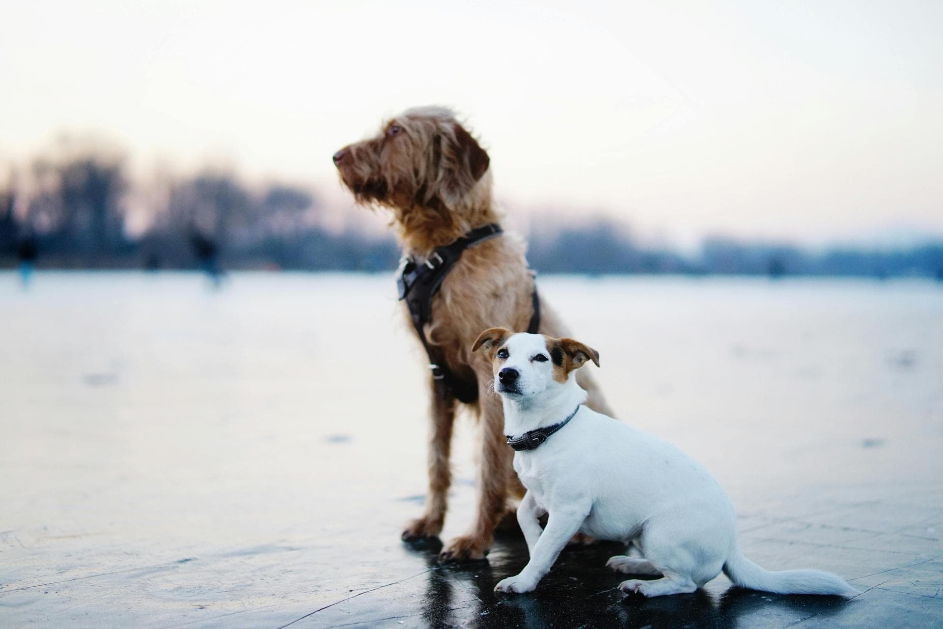 Dog & Cat Vets in Hattiesburg